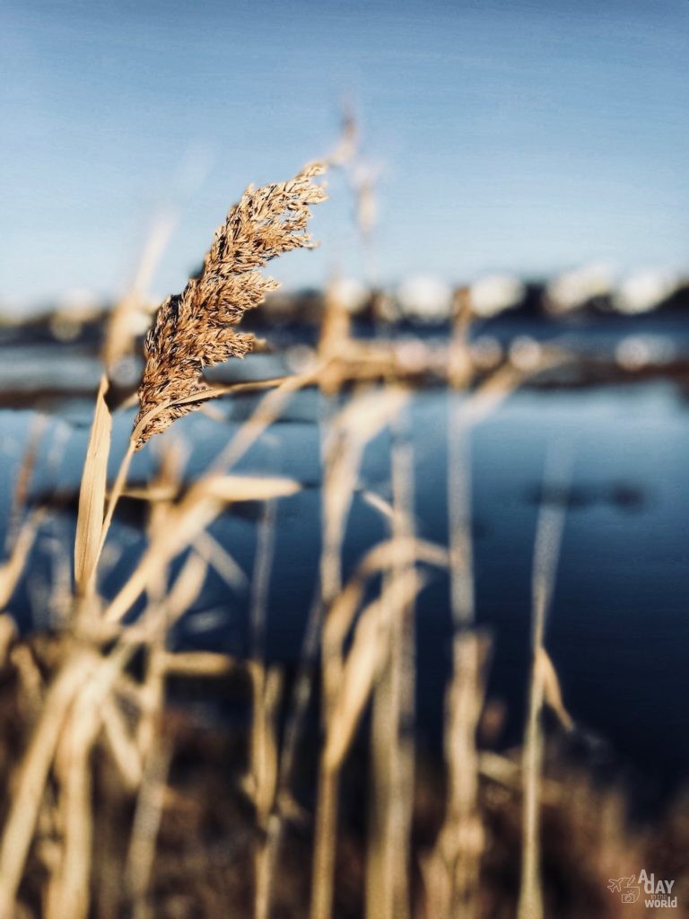 camargue