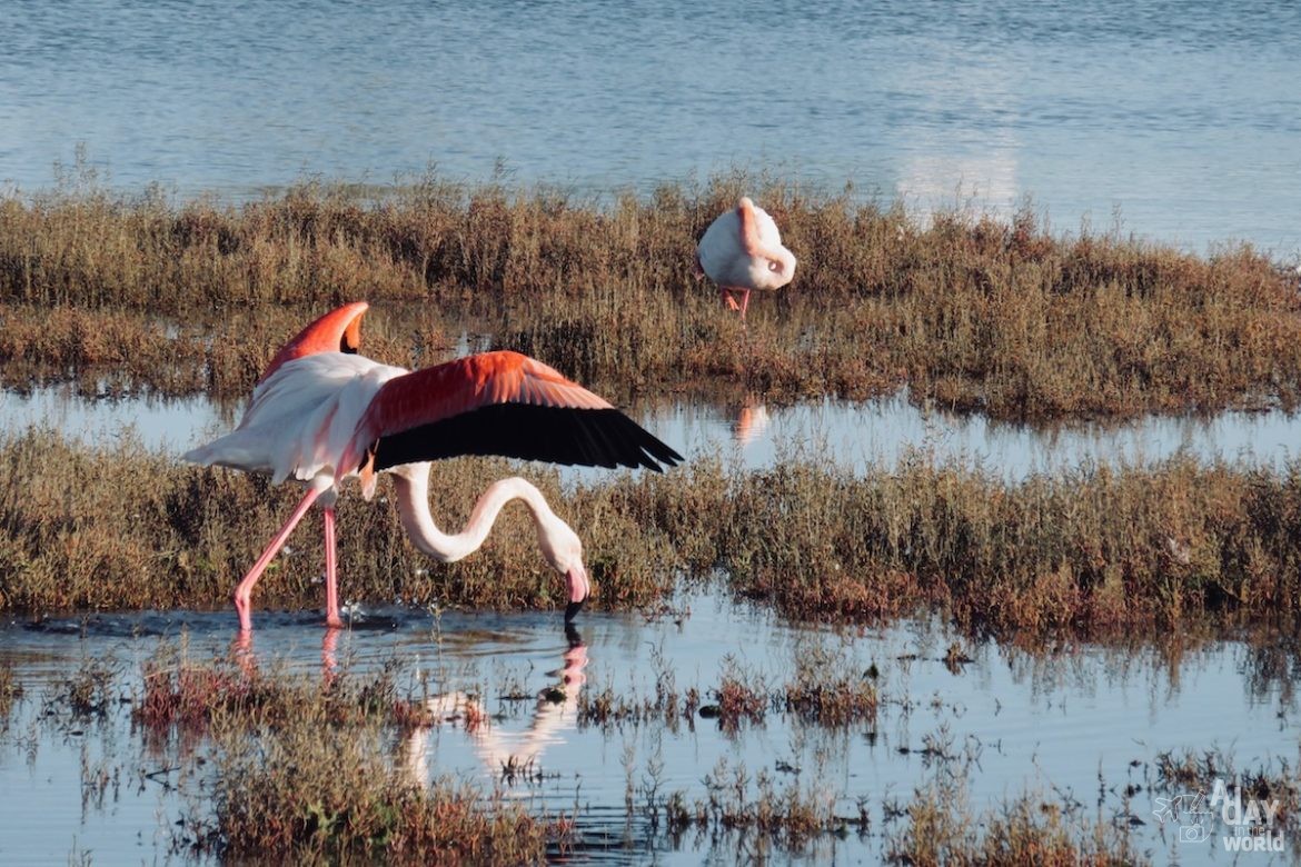 flamants-roses-camargue