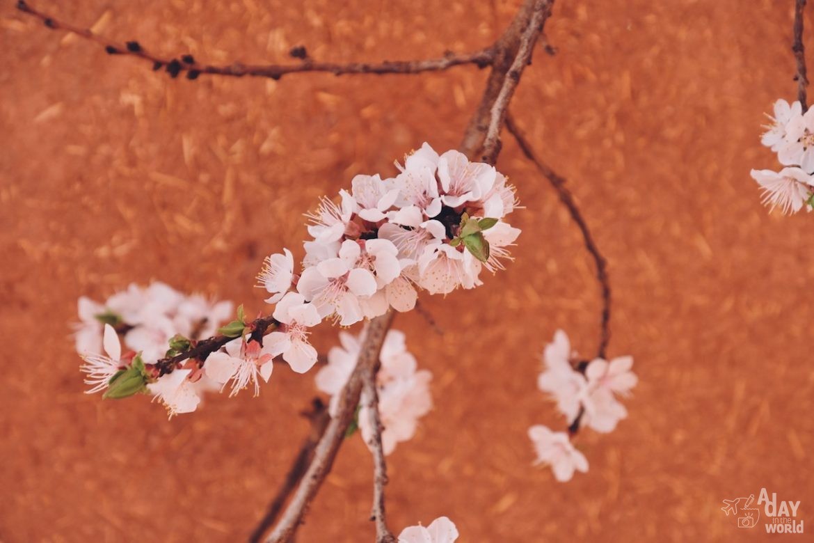 fleur-abyaneh-iran