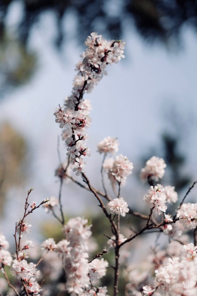 fleur-iran