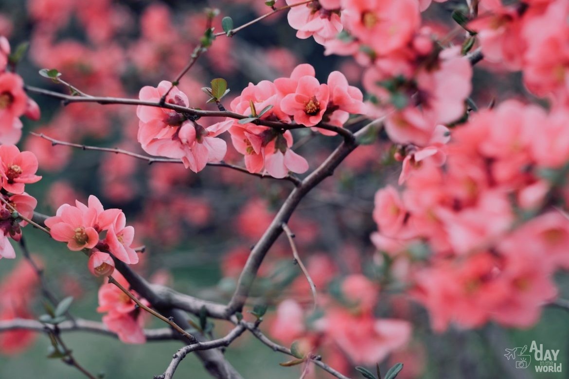 jardin-téhéran-iran