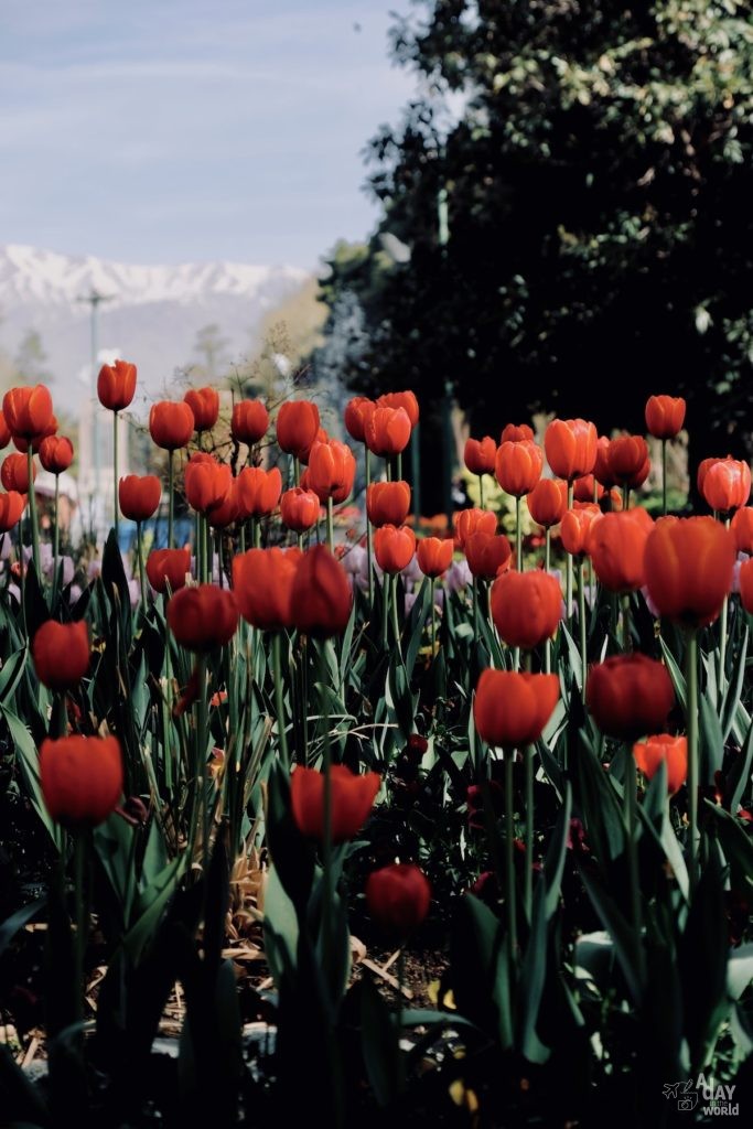 parc-téhéran-iran