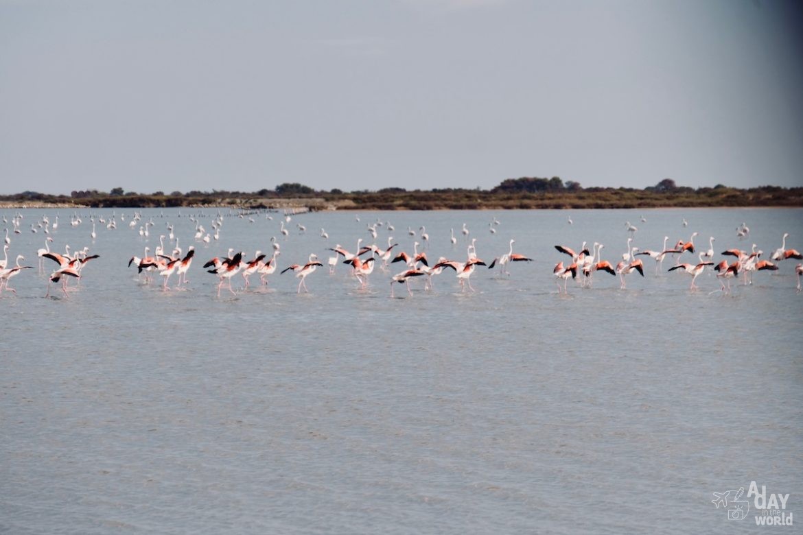 salins-aigues-mortes-flamants-roses
