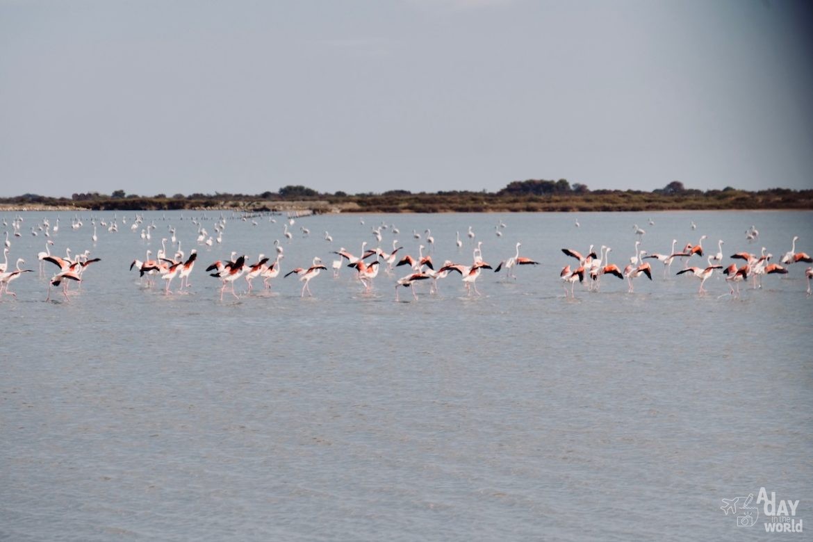 salins-aigues-mortes-flamants-roses