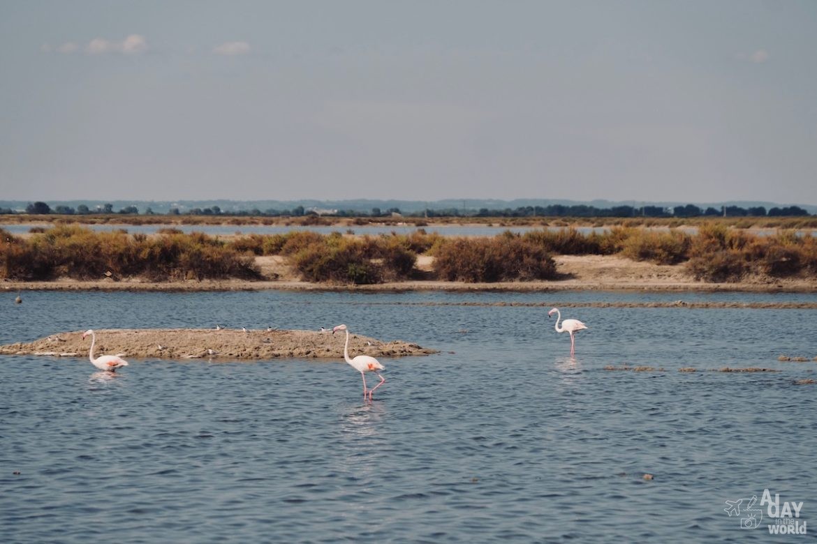 salins-aigues-mortes-reserve-naturelle