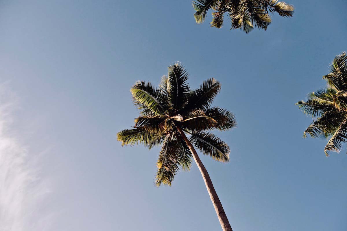 palmier-republique-dominicaine