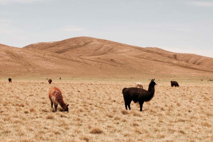 voyage-bolivie-sud-lipez-3