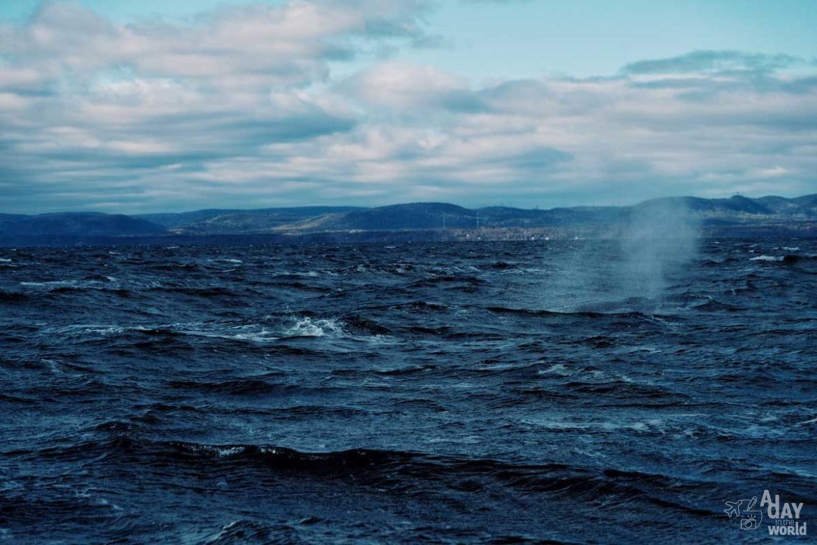 baleine-tadoussac-escoumins-5