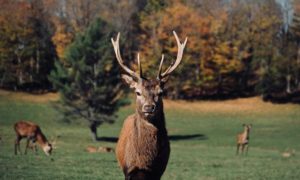 Une journée au Parc Oméga pour découvrir les animaux du Canada