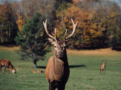 Une journée au Parc Oméga pour découvrir les animaux du Canada