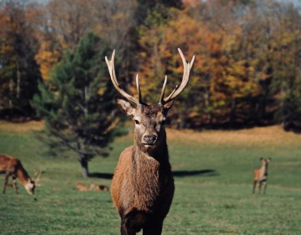 Une journée au Parc Oméga pour découvrir les animaux du Canada