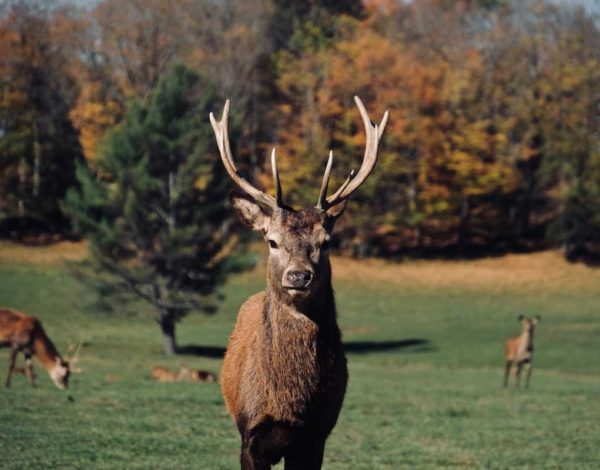 Une journée au Parc Oméga pour découvrir les animaux du Canada