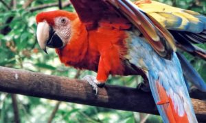 Top 10 des plus beaux oiseaux croisés en voyage