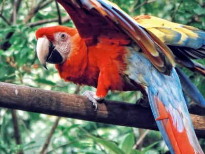 Top 10 des plus beaux oiseaux croisés en voyage