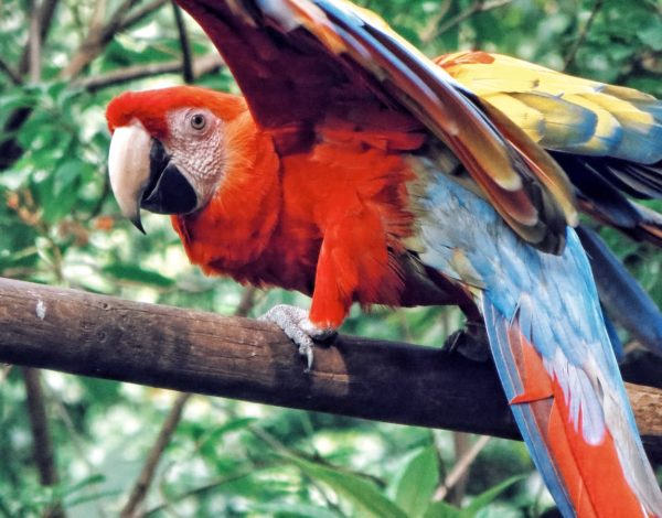 Top 10 des plus beaux oiseaux croisés en voyage